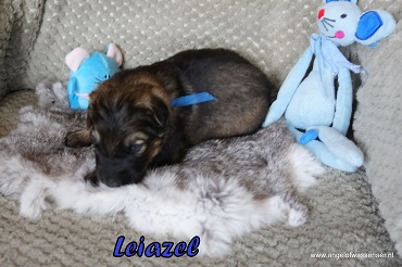 Leiazel, grauwe Oudduitse Herder reu van 2 weken oud